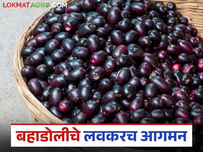 This year, you will get to taste the sweet and sour taste of Bahadoli jambul early; how to get the price? | यंदा लवकरच चाखायला मिळणार आंबट-गोड बहाडोली जांभळांची चव; कसा राहील दर? This year, you will get to taste the sweet and sour taste of Bahadoli jambul early; how to get the price? | यंदा लवकरच चाखायला मिळणार आंबट-गोड बहाडोली जांभळांची चव; कसा राहील दर?