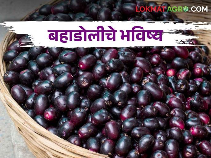 The world famous Bahadoli Jambhul still on the tree; Impact of climate change | Bahadoli Jamun जगप्रसिद्ध बहाडोली जांभूळ अजून झाडावरच; हवामान बदलाचा बसतोय फटका The world famous Bahadoli Jambhul still on the tree; Impact of climate change | Bahadoli Jamun जगप्रसिद्ध बहाडोली जांभूळ अजून झाडावरच; हवामान बदलाचा बसतोय फटका