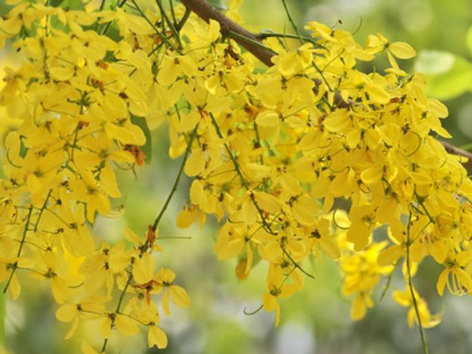 Vaishakh Mass, which gives a cool shower of happiness, is just as important religiously! | प्रसन्नतेचे शीतल शिंपण करणारा वैशाख मास धार्मिकदृष्ट्याही तेवढाच महत्त्वाचा! Vaishakh Mass, which gives a cool shower of happiness, is just as important religiously! | प्रसन्नतेचे शीतल शिंपण करणारा वैशाख मास धार्मिकदृष्ट्याही तेवढाच महत्त्वाचा!