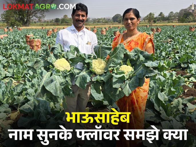 Market Demand and Vegetable Cultivation; The cauliflower made the farmer of Nimgaon rich | बाजारपेठेतील मागणी आणि भाजीपाला लागवड; निमगावातील शेतकऱ्याला फ्लॉवरने केले मालामाल Market Demand and Vegetable Cultivation; The cauliflower made the farmer of Nimgaon rich | बाजारपेठेतील मागणी आणि भाजीपाला लागवड; निमगावातील शेतकऱ्याला फ्लॉवरने केले मालामाल