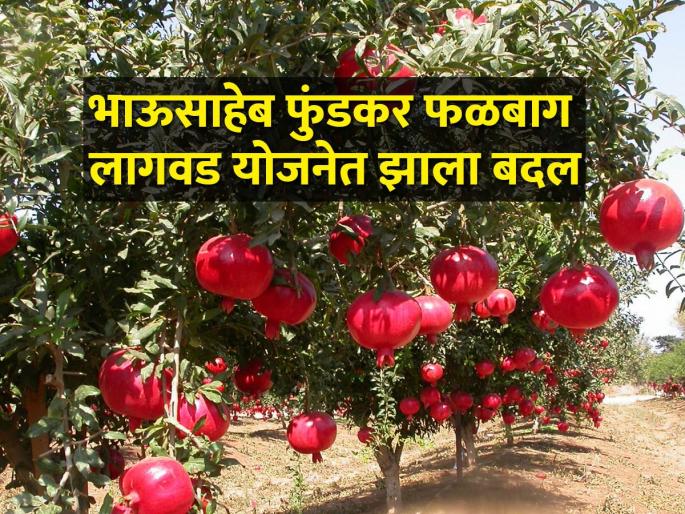 Fertilizers will now be available instead of drips from the Bhausaheb fundkar falbag yojana | भाऊसाहेब फुंडकर फळबाग लागवड योजनेतून आता ठिबक ऐवजी मिळणार खते Fertilizers will now be available instead of drips from the Bhausaheb fundkar falbag yojana | भाऊसाहेब फुंडकर फळबाग लागवड योजनेतून आता ठिबक ऐवजी मिळणार खते