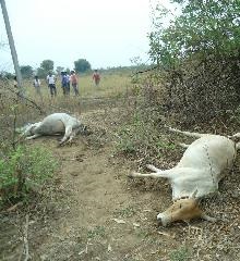 Two bulls killed due to lightning | वीज पडल्याने दोन बैल ठार Two bulls killed due to lightning | वीज पडल्याने दोन बैल ठार