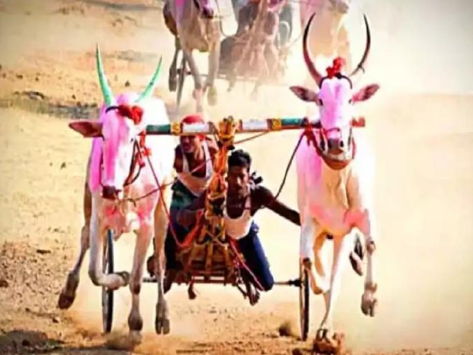He took an oath to follow the rules in the bullock cart race by lifting the biroba bhandara | बिरोबाची शपथ! शर्यतीत बैलांना शॉक देणार नाही; सांगली जिल्ह्यातील आरेवाडीत शर्यतवानांची बैठक He took an oath to follow the rules in the bullock cart race by lifting the biroba bhandara | बिरोबाची शपथ! शर्यतीत बैलांना शॉक देणार नाही; सांगली जिल्ह्यातील आरेवाडीत शर्यतवानांची बैठक