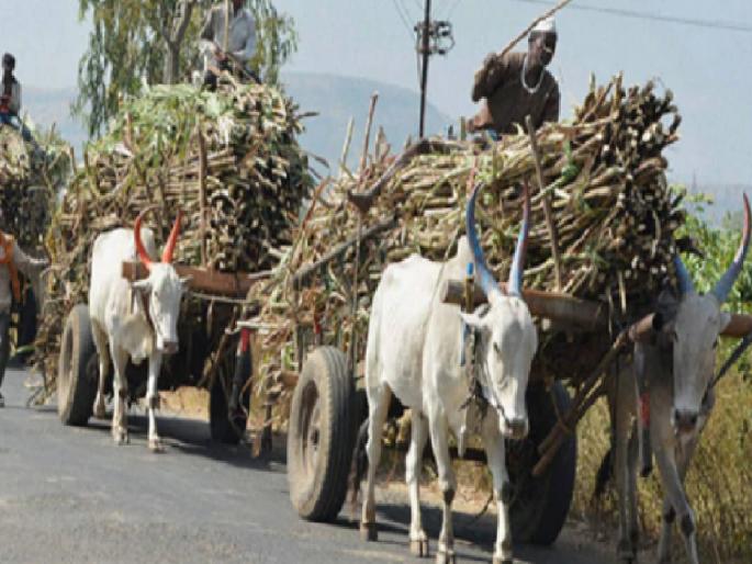 Lumpy Skin Virus: Animal Husbandry Department has taken an important decision in the background of sugar factories glut season | Lumpy Skin Virus: साखर कारखान्यांच्या गळीत हंगामाच्या पार्श्वभूमीवर पशुसंवर्धन विभागाने घेतला महत्वाचा निर्णय Lumpy Skin Virus: Animal Husbandry Department has taken an important decision in the background of sugar factories glut season | Lumpy Skin Virus: साखर कारखान्यांच्या गळीत हंगामाच्या पार्श्वभूमीवर पशुसंवर्धन विभागाने घेतला महत्वाचा निर्णय