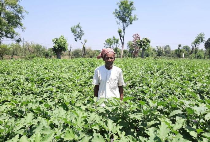 Experiment successful; A farmer in Gondia district took one and a half acre of land and earned Rs 4 lakh | प्रयोग यशस्वी; गोंदिया जिल्ह्यातील शेतकऱ्याने दीड एकर शेतीत घेतले चार लाखांचे उत्पन्न