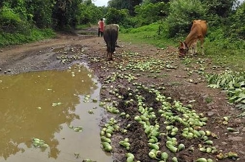 The price of Rs 40 when giving to the customer, but only Rs 3 in the hands of the farmer? | ग्राहकाला देताना ४० रुपये भाव, शेतकऱ्याच्या हातावर मात्र फक्त ३ रुपये? The price of Rs 40 when giving to the customer, but only Rs 3 in the hands of the farmer? | ग्राहकाला देताना ४० रुपये भाव, शेतकऱ्याच्या हातावर मात्र फक्त ३ रुपये?
