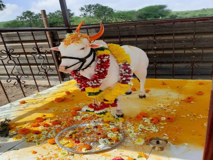 he made his name famous in the pune ; farmer paid of his contribute very nice style..! | पंचक्रोशीत आपल्या धन्याला 'त्या'ने नावलौकिक मिळवून दिलं; बळीराजाने पण त्याचं ऋण 'असं' फेडलं..! he made his name famous in the pune ; farmer paid of his contribute very nice style..! | पंचक्रोशीत आपल्या धन्याला 'त्या'ने नावलौकिक मिळवून दिलं; बळीराजाने पण त्याचं ऋण 'असं' फेडलं..!