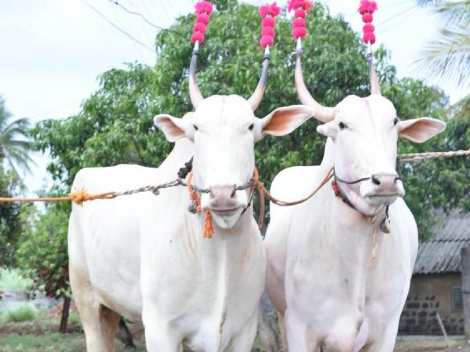 'Sarpanch-Amdar' pair for 6 lakh 51 thousand | 'सरपंच-आमदार' जोडी ६ लाख ५१ हजाराला...! 'गडहिंग्लज'च्या खिल्लारी बैलजोडीला उच्चांकी भाव 'Sarpanch-Amdar' pair for 6 lakh 51 thousand | 'सरपंच-आमदार' जोडी ६ लाख ५१ हजाराला...! 'गडहिंग्लज'च्या खिल्लारी बैलजोडीला उच्चांकी भाव