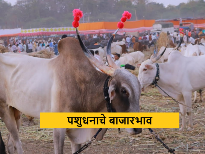 Latest News Bail Bajar Hybrid cow and buffalo prices increased, see kalyan bail bajar market | Thane Bail Bajar : हायब्रीड गाय आणि म्हशीचे दर वाढले, पुणे, सांगली, ठाण्यात काय बाजारभाव?  Latest News Bail Bajar Hybrid cow and buffalo prices increased, see kalyan bail bajar market | Thane Bail Bajar : हायब्रीड गाय आणि म्हशीचे दर वाढले, पुणे, सांगली, ठाण्यात काय बाजारभाव?