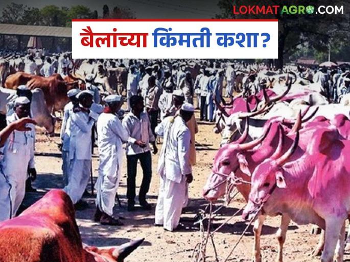 Farmers flock to the bull market to buy bullocks at the start on kharif season; How are bullock pairs getting the best price? | खरिपाच्या तोंडावर बैल बाजारात खरेदीसाठी शेतकऱ्यांची गर्दी; बैलजोडीला कसा मिळतोय भाव?
