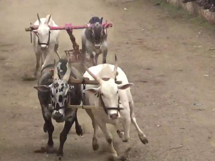 Police bullying by bullock cart organizers despite ban; 12 people were handcuffed | बंदी असतानाही बैलगाडा शर्यत आयोजित करणाऱ्यांकडून पोलिसांना धक्कबुक्की; १२ जणांना ठोकल्या बेड्या Police bullying by bullock cart organizers despite ban; 12 people were handcuffed | बंदी असतानाही बैलगाडा शर्यत आयोजित करणाऱ्यांकडून पोलिसांना धक्कबुक्की; १२ जणांना ठोकल्या बेड्या