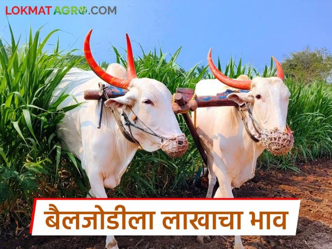 Sarja-Raja has no alternative for intercultural operation in crop; Bullock pairs become expensive at the beginning of Kharif | आंतरमशागतीसाठी सर्जा-राजाला नाही पर्याय; खरिपाच्या तोंडावर बैलजोडी महागली Sarja-Raja has no alternative for intercultural operation in crop; Bullock pairs become expensive at the beginning of Kharif | आंतरमशागतीसाठी सर्जा-राजाला नाही पर्याय; खरिपाच्या तोंडावर बैलजोडी महागली