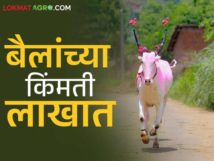 The number of bulls in Borvade, famous in Panchkroshi as the village of bullocks, is decreasing; Read what are the reasons? | बैलांचे गाव म्हणून पंचक्रोशीत प्रसिद्ध असलेल्या बोरवडेत बैलांची संख्या होतेय कमी; वाचा काय आहेत कारणे? The number of bulls in Borvade, famous in Panchkroshi as the village of bullocks, is decreasing; Read what are the reasons? | बैलांचे गाव म्हणून पंचक्रोशीत प्रसिद्ध असलेल्या बोरवडेत बैलांची संख्या होतेय कमी; वाचा काय आहेत कारणे?