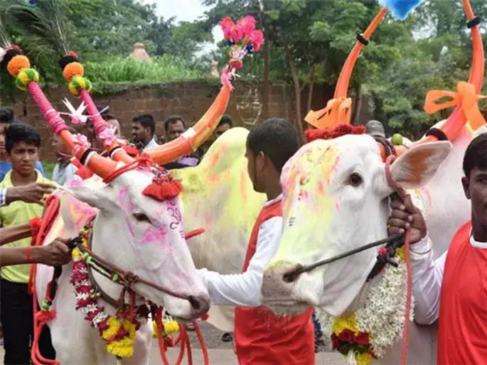 Lumpy disease in the bailpola this year neither procession nor race | Lumpy Virus: बैलपोळ्यावर लम्पी आजाराचे सावट; यंदाही ना मिरवणूक, ना शर्यती..., Lumpy disease in the bailpola this year neither procession nor race | Lumpy Virus: बैलपोळ्यावर लम्पी आजाराचे सावट; यंदाही ना मिरवणूक, ना शर्यती...,