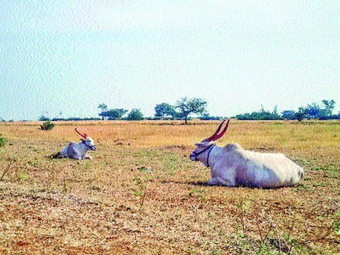 Severe shortage in Baramati's Giriati region | बारामतीच्या जिरायती भागात तीव्र टंचाई Severe shortage in Baramati's Giriati region | बारामतीच्या जिरायती भागात तीव्र टंचाई