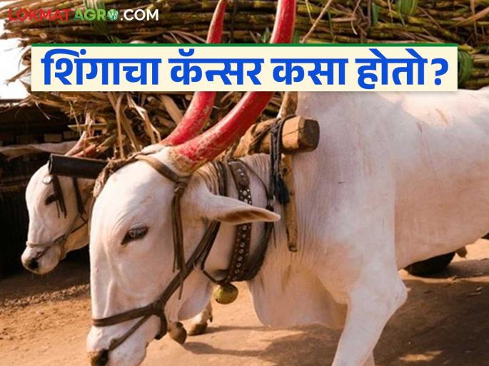 How do bulls get horn cancer? What are its symptoms? Learn in detail | बैलांना शिंगाचा कॅन्सर कसा होतो? काय आहेत त्याची लक्षणे? जाणून घ्या सविस्तर How do bulls get horn cancer? What are its symptoms? Learn in detail | बैलांना शिंगाचा कॅन्सर कसा होतो? काय आहेत त्याची लक्षणे? जाणून घ्या सविस्तर