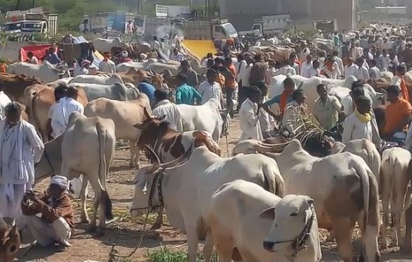 It was time for the farmers to sell the oxen | शेतकऱयांवर आली बैल विकायची वेळ It was time for the farmers to sell the oxen | शेतकऱयांवर आली बैल विकायची वेळ