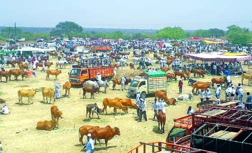 Water tank five, Kadba 20 rupees | पाण्याची घागर पाच, कडबा २० रुपये Water tank five, Kadba 20 rupees | पाण्याची घागर पाच, कडबा २० रुपये