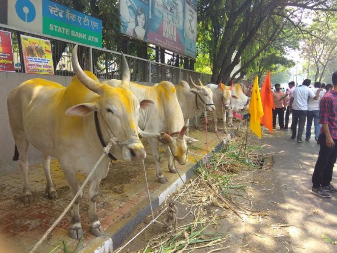 Lockdown lowered the price of animals | लॉकडाऊनमुळे जनावरांची किंमत घटली