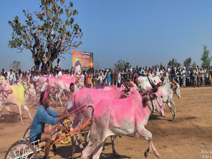 Hindkesari to lose-Tambada to lose Thrill of Jayant Kesari bullock cart race at Bedg | हिंदकेसरी हरण्या-तांबडा हरण्याची बाजी; बेडग येथे जयंत केसरी बैलगाडा शर्यतीचा थरार Hindkesari to lose-Tambada to lose Thrill of Jayant Kesari bullock cart race at Bedg | हिंदकेसरी हरण्या-तांबडा हरण्याची बाजी; बेडग येथे जयंत केसरी बैलगाडा शर्यतीचा थरार