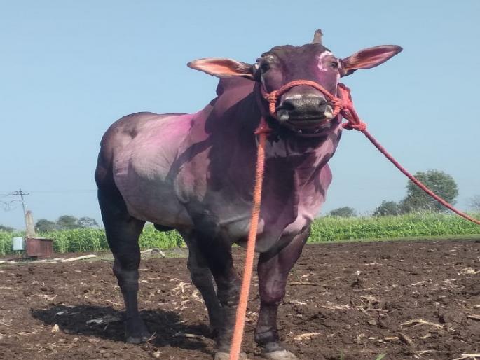 Hindkesari Wazir, a bullock cart racer from Jaipur Koregaon taluka satara died due to illness | Satara: हिंदकेसरी बैल ‘वजीर’ने घेतली ‘एक्झिट!, बैलगाडा शर्यतीत तुफानी वेगामुळे होता लोकप्रिय  Hindkesari Wazir, a bullock cart racer from Jaipur Koregaon taluka satara died due to illness | Satara: हिंदकेसरी बैल ‘वजीर’ने घेतली ‘एक्झिट!, बैलगाडा शर्यतीत तुफानी वेगामुळे होता लोकप्रिय