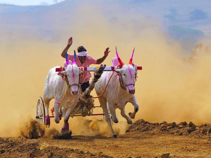 Unlicensed bullock cart race organized near Katraj; Case registered against more than 15 people | कात्रजजवळ विनापरवाना बैलगाडा शर्यतीचं आयोजन; १५ हून अधिक जणांविरुद्ध गुन्हा दाखल Unlicensed bullock cart race organized near Katraj; Case registered against more than 15 people | कात्रजजवळ विनापरवाना बैलगाडा शर्यतीचं आयोजन; १५ हून अधिक जणांविरुद्ध गुन्हा दाखल