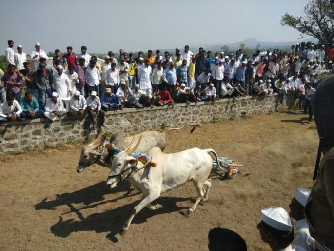 Only politics of vote behind bullock cart races: S. K. Mittal | बैलगाडी शर्यतीमागे केवळ मतांचे राजकारण : एस. के. मित्तल Only politics of vote behind bullock cart races: S. K. Mittal | बैलगाडी शर्यतीमागे केवळ मतांचे राजकारण : एस. के. मित्तल