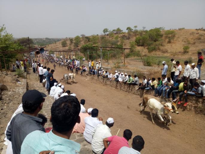 Bullock cart race; Four crimes committed in Indoli | धोंडेवाडीत बैलगाडी शर्यत; इंदोलीतील चौघांवर गुन्हा Bullock cart race; Four crimes committed in Indoli | धोंडेवाडीत बैलगाडी शर्यत; इंदोलीतील चौघांवर गुन्हा