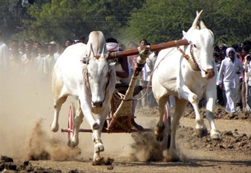 Unauthorized bouts of bulls, organizers, bull owners and some others | बैलांच्या अनधिकृत झुंजी, आयोजक, बैल मालक व अन्य काही जणांवर गुन्हे दाखल Unauthorized bouts of bulls, organizers, bull owners and some others | बैलांच्या अनधिकृत झुंजी, आयोजक, बैल मालक व अन्य काही जणांवर गुन्हे दाखल