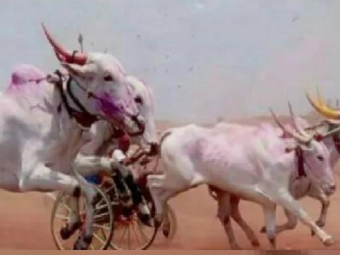A youth died after the wheel of a bullock cart ran off him in a race, an incident at Nagthane in Satara | शर्यतीत बैलगाडीचे चाक अंगावरून गेल्याने युवकाचा मृत्यू, साताऱ्यातील नागठाणे येथील घटना A youth died after the wheel of a bullock cart ran off him in a race, an incident at Nagthane in Satara | शर्यतीत बैलगाडीचे चाक अंगावरून गेल्याने युवकाचा मृत्यू, साताऱ्यातील नागठाणे येथील घटना