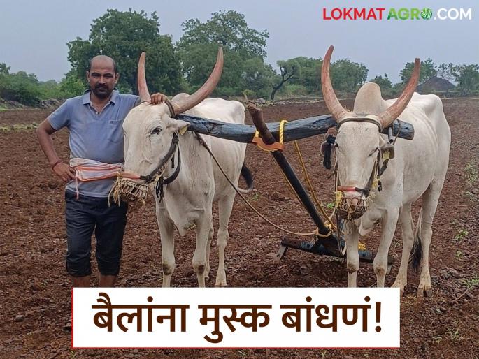 Latest News Agriculture News Bailanche muske why mask on bulls face in kharif Season | Bailanche Muske : बैलांच्या तोंडाला मुसके का बांधले जाते? त्याचा उद्देश काय? वाचा सविस्तर 