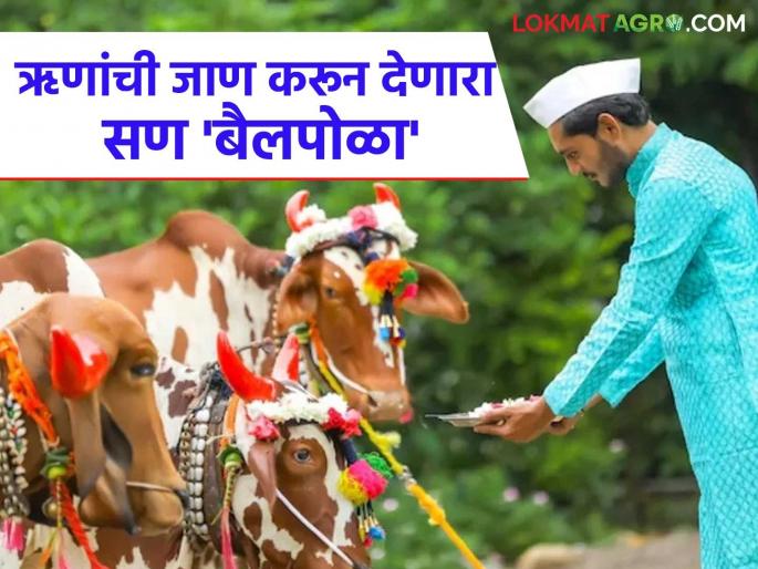 'Bailpola', a festival that makes one realize the debt of the hardworking Sarja-Raja | कष्टमूक सर्जा-राजाच्या ऋणांची जाण करून देणारा सण 'बैलपोळा'
