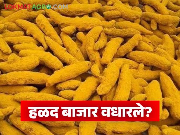 Turmeric prices increased in Washim Market Committee on the occasion of Diwali; Read what is the price being offered | दिवाळीच्या मुहूर्तावर वाशिम बाजार समितीत हळद दर वधारले; वाचा काय मिळतोय दर