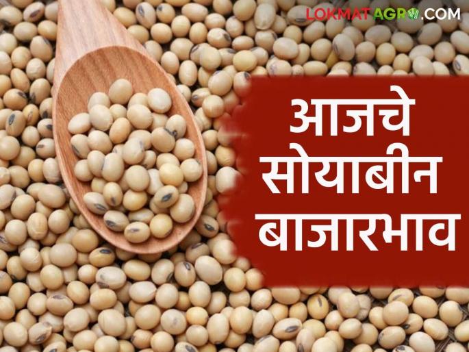 Latest News Soyabean Market no msp price for soybeans see soyabean todays bajarbhav | Soyabean Market : सोयाबीनला हमीभाव नाहीच, आज कुठे-काय बाजारभाव मिळाला? वाचा सविस्तर Latest News Soyabean Market no msp price for soybeans see soyabean todays bajarbhav | Soyabean Market : सोयाबीनला हमीभाव नाहीच, आज कुठे-काय बाजारभाव मिळाला? वाचा सविस्तर