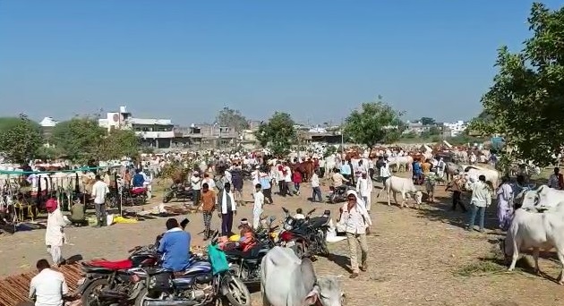 The cattle market in Yavatmal district was bustling | यवतमाळ जिल्ह्यातील गुरांच्या बाजारात वर्दळ वाढली