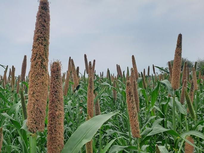 Chances of significant reduction in pearl millet production | बाजरी उत्पादनात लक्षणीय घट होण्याची शक्यता Chances of significant reduction in pearl millet production | बाजरी उत्पादनात लक्षणीय घट होण्याची शक्यता