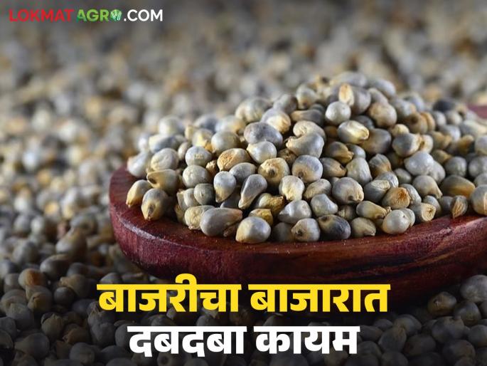 latest news Bajra Market: Winter superfood millet: What are the health benefits and market price? Read in detail | Bajra Market : हिवाळ्याचे सुपरफूड बाजरी: आरोग्य फायदे आणि बाजारभाव काय? वाचा सविस्तर