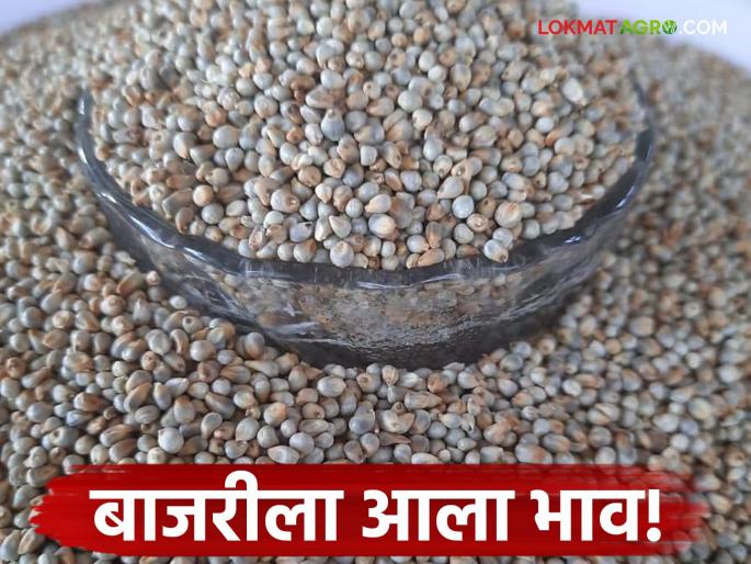 latest news Bajra Market: Pearl Millet got good price even before the onset of cold Read in detail | Bajra Market : थंडी सुरू होण्याआधीच मिळाला बाजरीला चांगला भाव वाचा सविस्तर