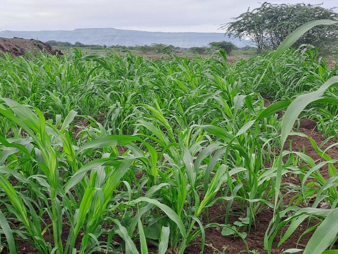 Can 25% installment of crop insurance be given to farmers? | पिक विम्याचा २५% हप्ता शेतकऱ्यांना देता येईल का? Can 25% installment of crop insurance be given to farmers? | पिक विम्याचा २५% हप्ता शेतकऱ्यांना देता येईल का?