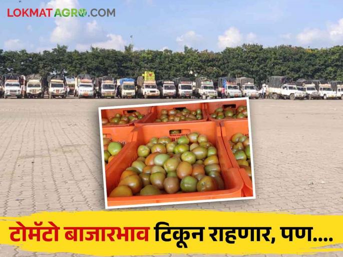 Latest News Tomato Market update Tomato arrivals down prices rate continue or not see details | Tomato Market : टोमॅटोची आवक घसरल्याने व्यापाऱ्यांच्या तोंडचे पाणी पळाले, भाव टिकून राहणार का?  Latest News Tomato Market update Tomato arrivals down prices rate continue or not see details | Tomato Market : टोमॅटोची आवक घसरल्याने व्यापाऱ्यांच्या तोंडचे पाणी पळाले, भाव टिकून राहणार का?