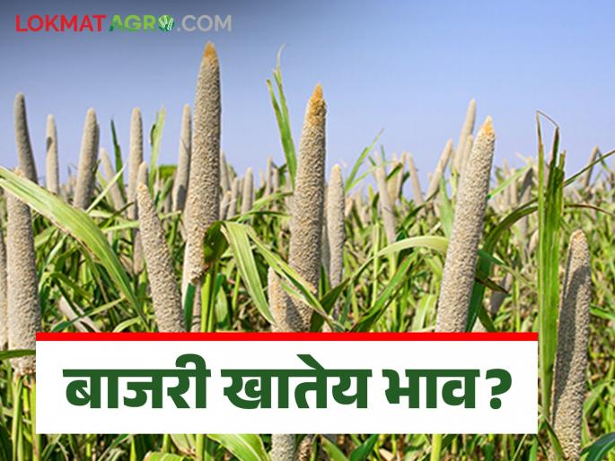 Bajari Bajar Bhav: Will summer millet be a game changer in the market? Read today's millet market price | Bajari Bajar Bhav : बाजारात उन्हाळ बाजरी ठरणार का गेम चेंजर? वाचा आजचे बाजरी बाजारभाव Bajari Bajar Bhav: Will summer millet be a game changer in the market? Read today's millet market price | Bajari Bajar Bhav : बाजारात उन्हाळ बाजरी ठरणार का गेम चेंजर? वाचा आजचे बाजरी बाजारभाव