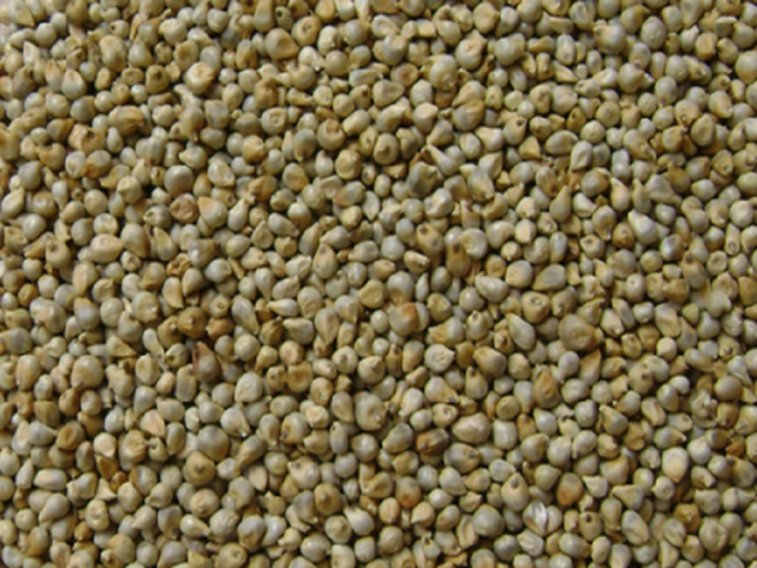 Maize and Bajara will now be available on ration; Delivery will be from March | आता रेशनवर मिळणार मका अन् बाजरी; मार्चपासून होणार वितरण Maize and Bajara will now be available on ration; Delivery will be from March | आता रेशनवर मिळणार मका अन् बाजरी; मार्चपासून होणार वितरण