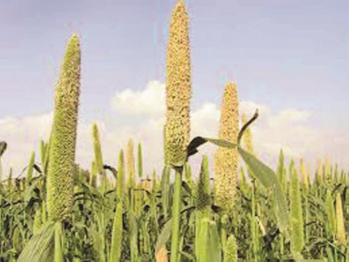 Pearl Millet Price hike in nashik | थंडीतही फुटला घाम! बाजरी तब्बल २५०० रुपयांवर; जाणून घ्या, का वाढले भाव?