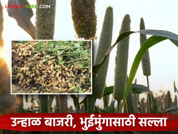 Latest News Krushi Salla How to care unhal bajri bhuimung during unseasonal rains | Krushi Salla : उन्हाळ बाजरी, भुईमूंग काढणीला आलाय, अवकाळीत असे करा नियोजन? 