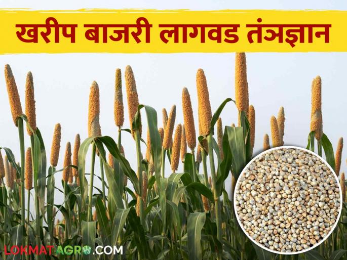 Use this method while planting millet and get more yield | बाजरी लागवड करतांना हि पद्धत वापरा आणि अधिक उत्पादन मिळवा Use this method while planting millet and get more yield | बाजरी लागवड करतांना हि पद्धत वापरा आणि अधिक उत्पादन मिळवा