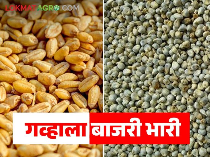 Latest News Wheat, Bajari Rate bajari bhakar has become more expensive than wheat chapati, know the details | Wheat, Bajari Rate : गव्हाच्या चपातीपेक्षा बाजरीची भाकरी झाली महाग, जाणून घ्या सविस्तर 