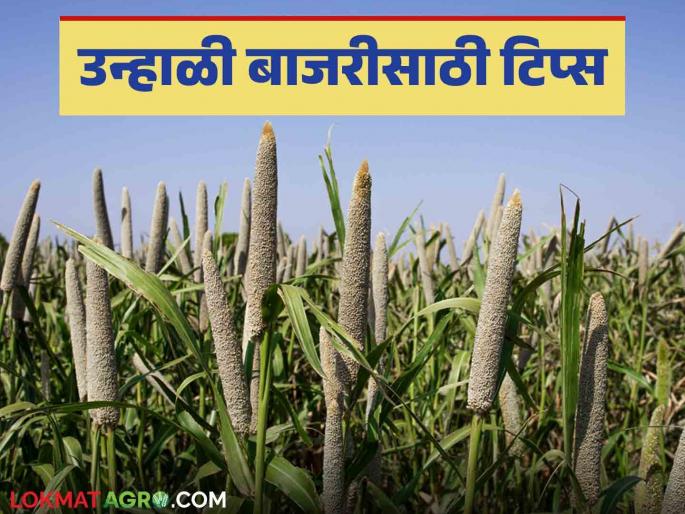 Bajara Crop: Intercropping gained momentum in millet crop; Read millet tips in detail | Bajara Crop : शेतकऱ्यांनो उन्हाळी बाजरीचे तंत्र जाणून घ्या सविस्तर Bajara Crop: Intercropping gained momentum in millet crop; Read millet tips in detail | Bajara Crop : शेतकऱ्यांनो उन्हाळी बाजरीचे तंत्र जाणून घ्या सविस्तर