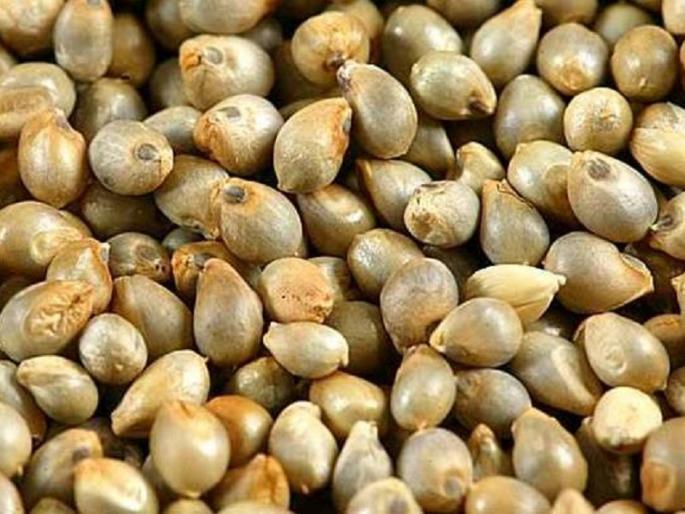 For the first time in the season, bajra 2 thousand and gram flour also rise | हंगामात पहिल्यांदाच बाजरी २ हजारांवर, हरभरा डाळीचे भावही वधारले For the first time in the season, bajra 2 thousand and gram flour also rise | हंगामात पहिल्यांदाच बाजरी २ हजारांवर, हरभरा डाळीचे भावही वधारले