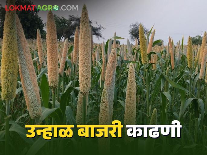 Latest News Summer season millet market price in maharashtra market yards check here | उन्हाळ बाजरी काढणीला वेग, कुठल्या बाजरीला सर्वाधिक बाजारभाव, वाचा सविस्तर 