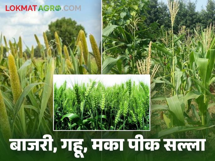Latest News Agriculture News Agricultural advisory for summer millet, wheat, maize crops, read in detail | Agriculture News : उन्हाळी बाजरी, गहू, मका पिकांसाठी कृषी सल्ला, वाचा सविस्तर  Latest News Agriculture News Agricultural advisory for summer millet, wheat, maize crops, read in detail | Agriculture News : उन्हाळी बाजरी, गहू, मका पिकांसाठी कृषी सल्ला, वाचा सविस्तर